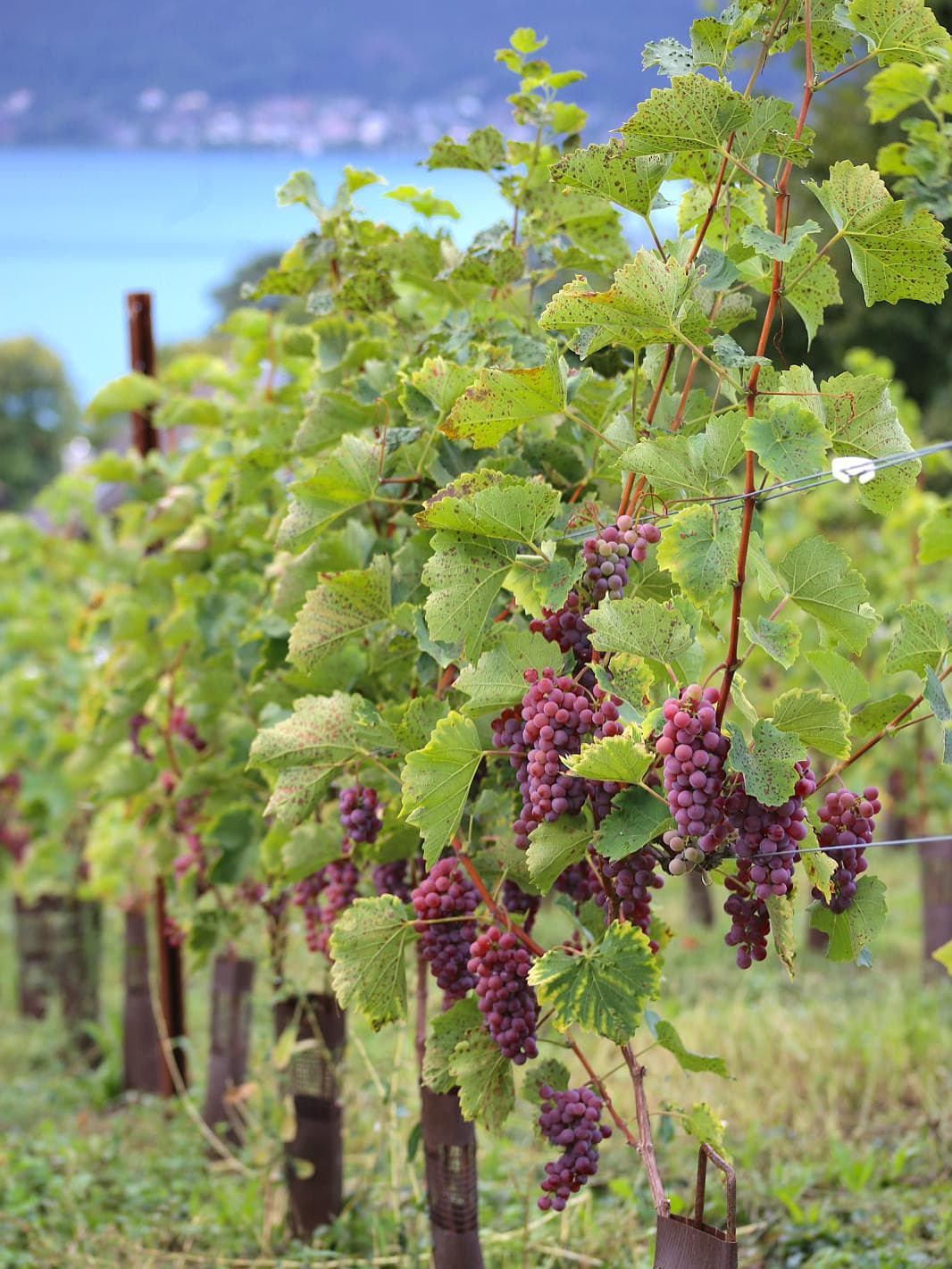 Vignoble
