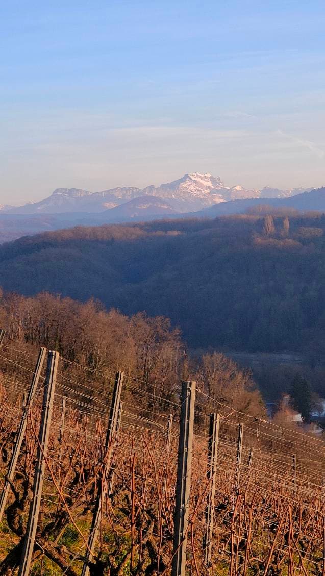 Vignoble et montagnes