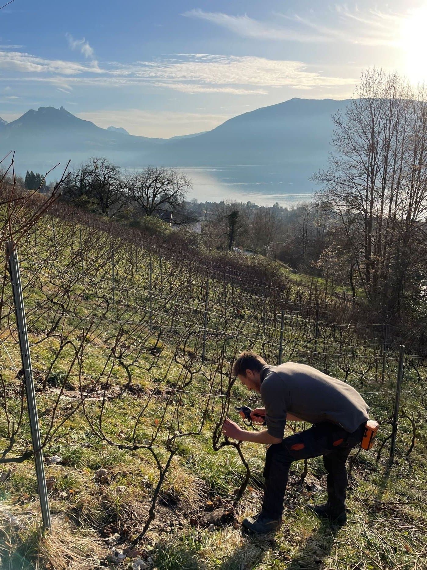 Taille de la vigne