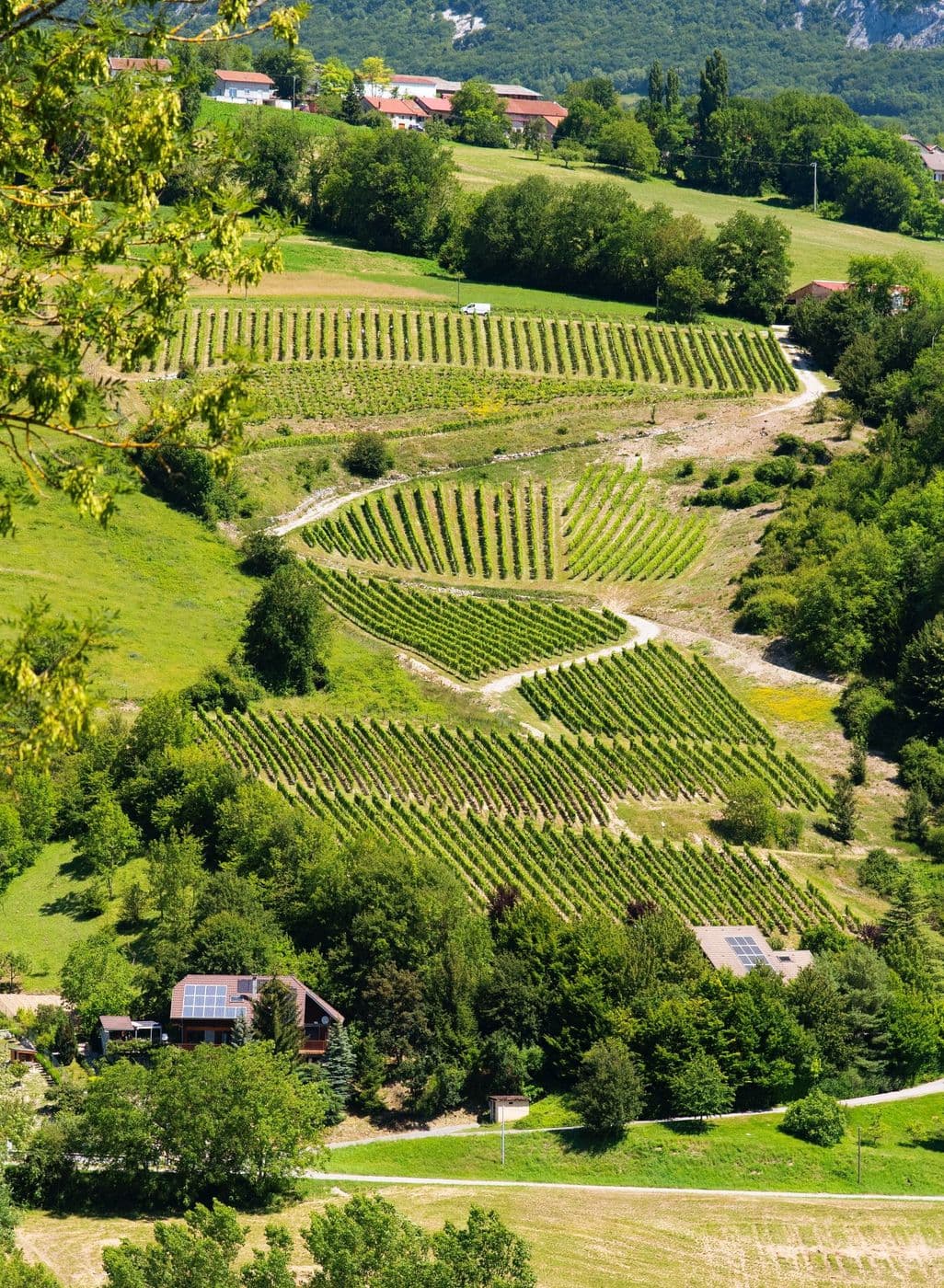 Vignoble en été