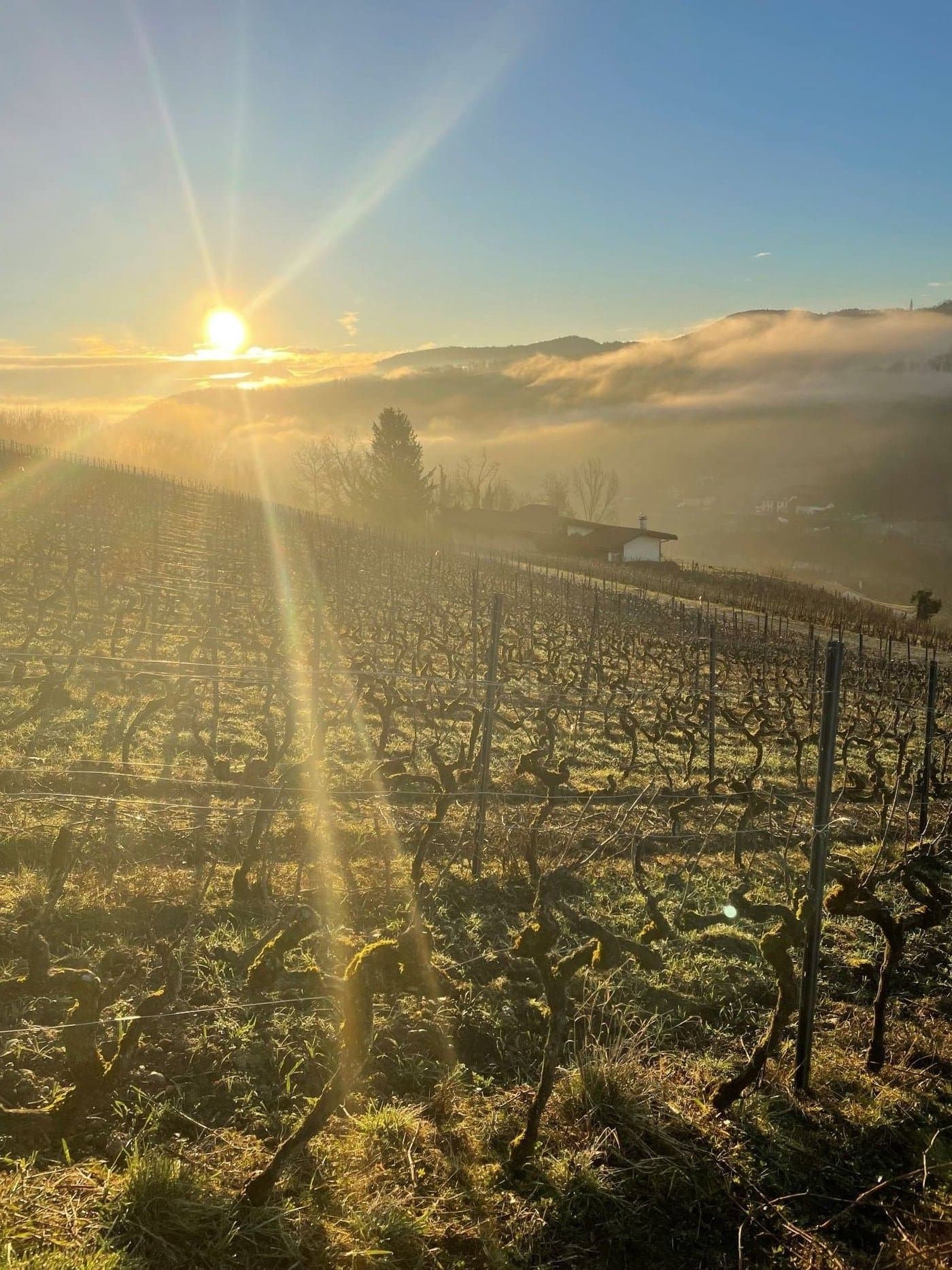 Vignoble alpin au lever du soleil